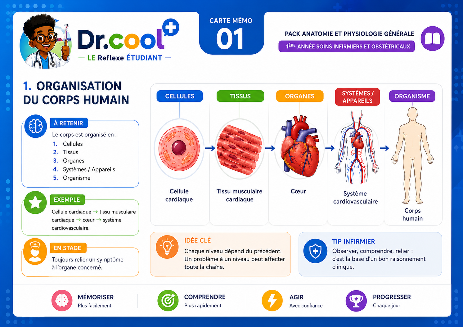 [PLACEHOLDER] Organisation du Corps Humain