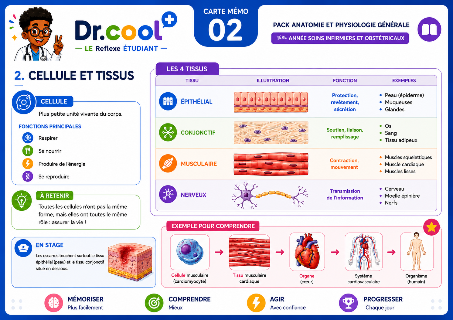 [PLACEHOLDER] Cellule et Tissus