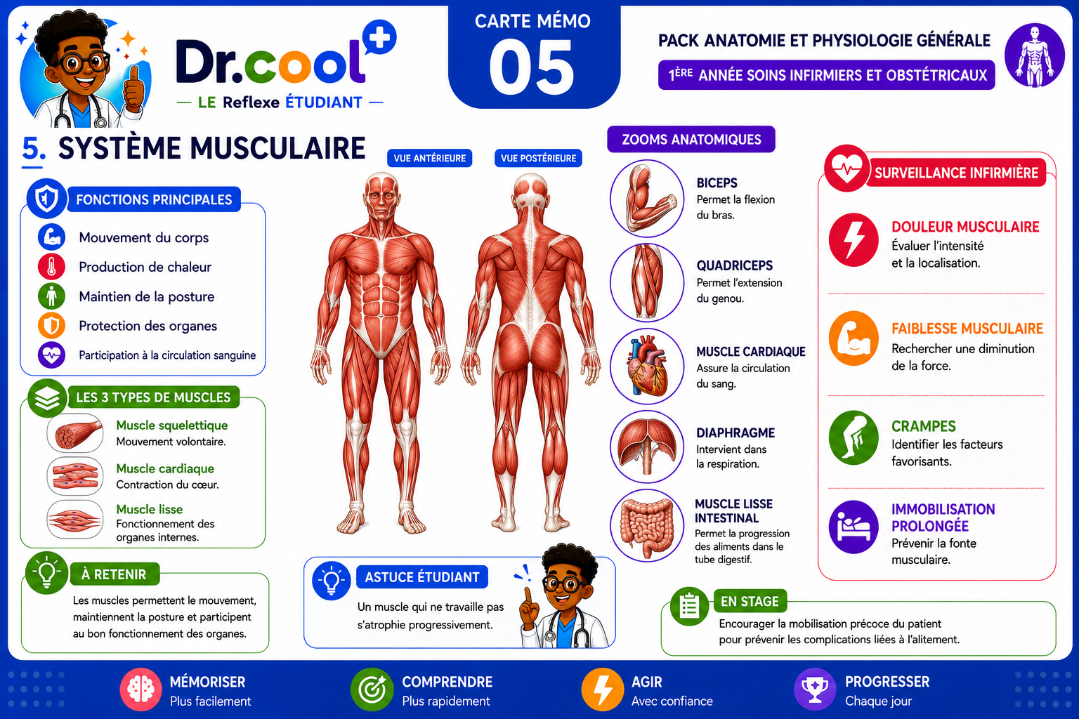 [PLACEHOLDER] Système Musculaire