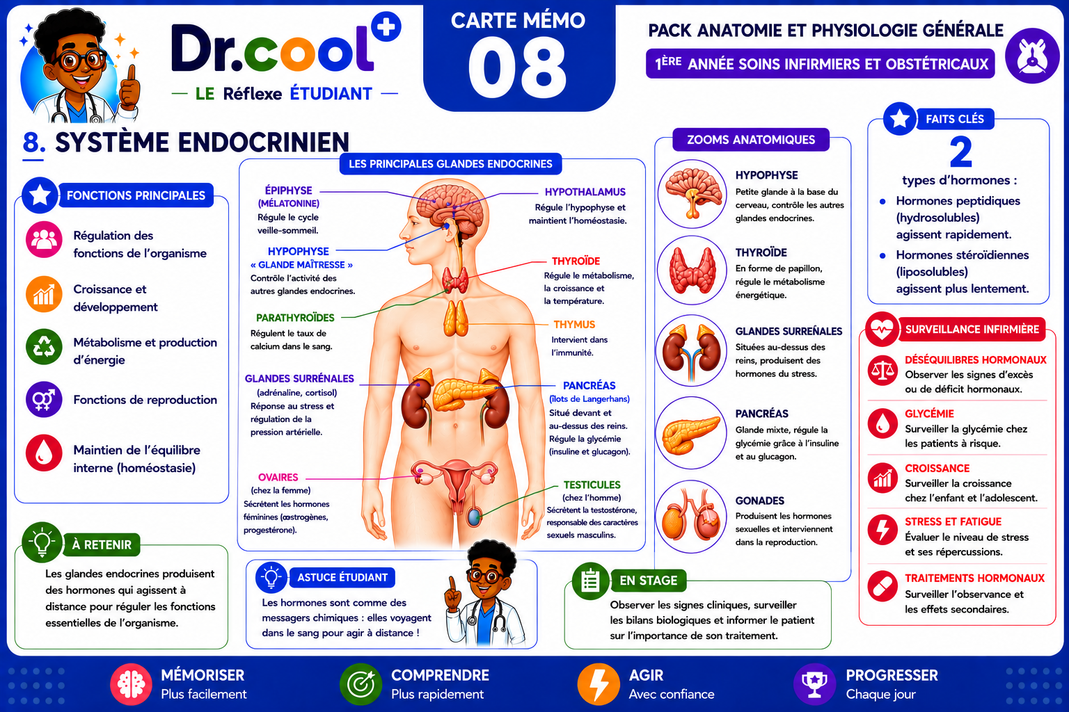[PLACEHOLDER] Système Endocrinien