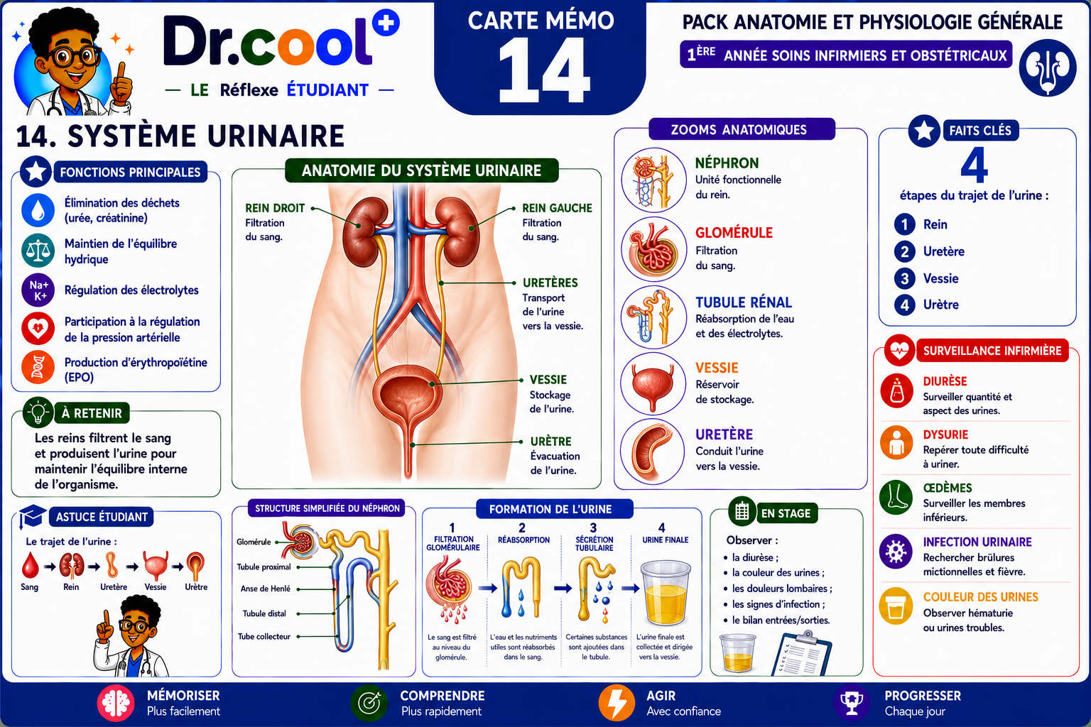 [PLACEHOLDER] Système Urinaire
