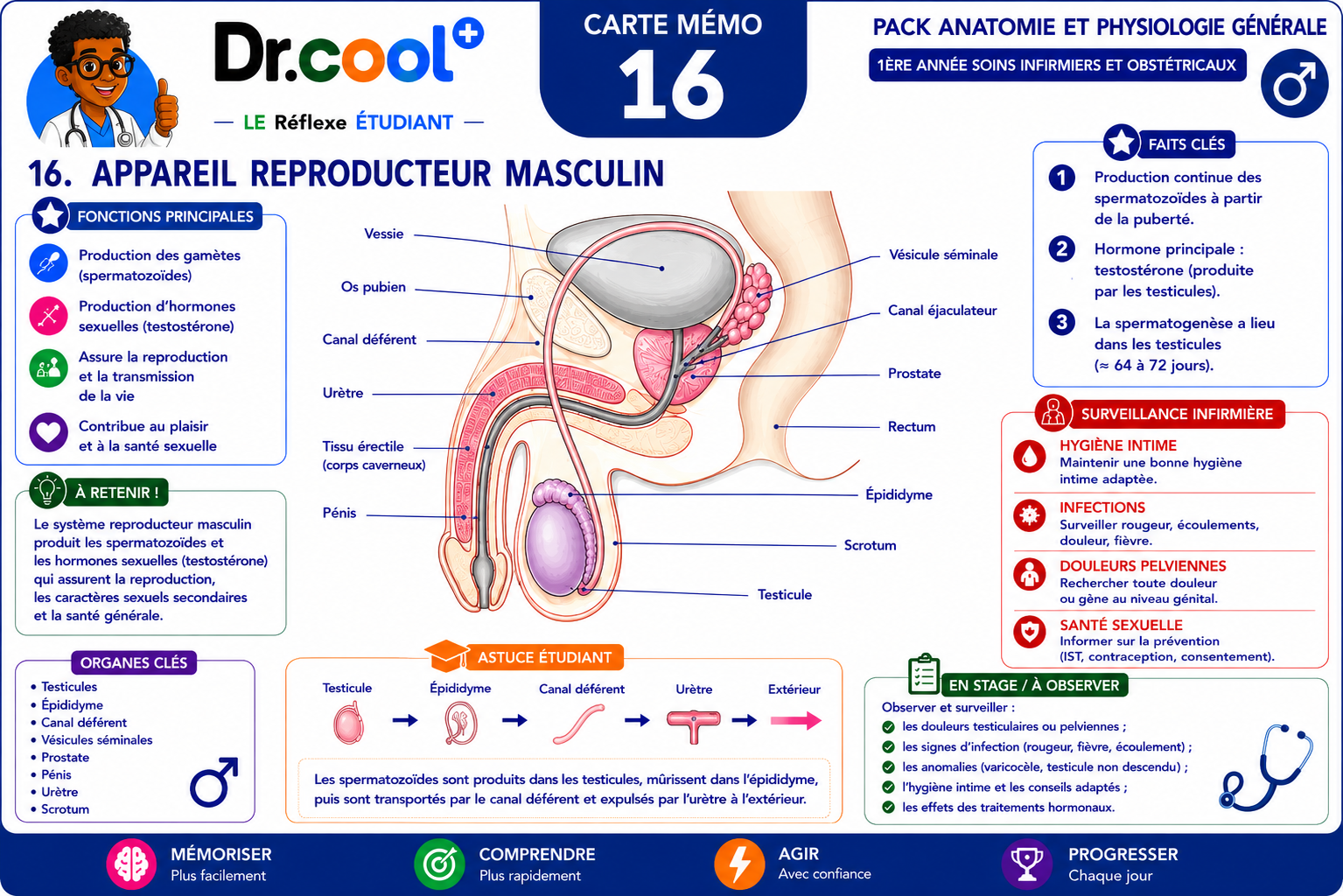 [PLACEHOLDER] Appareil Reproducteur Masculin